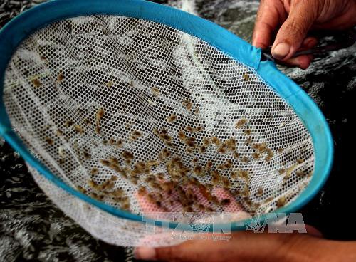 Giàu từ nghề ương nuôi cua giống ảnh 2